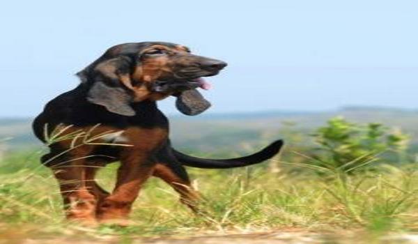 三角洲手游寻血猎犬在哪买(寻血猎犬在三角洲手游里多少钱?) 三角洲手游寻血猎犬在哪买(寻血猎犬在三角洲手游里多少钱?)