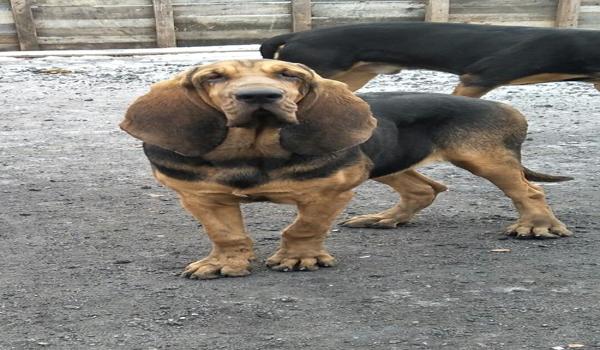 三角洲寻血猎犬视角怎么搞（三角洲寻血猎犬视角的代码是多少？）